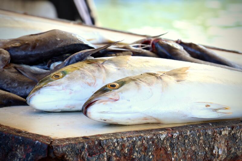 A catch at the harbour